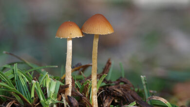 Photo of Conocybe brunnea