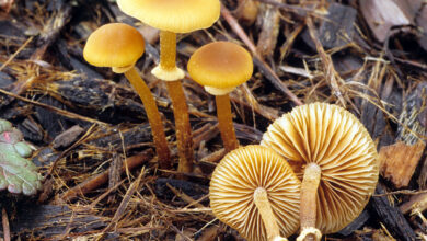 Photo of Conocybe filaris