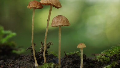 Photo of Conocybe mairei