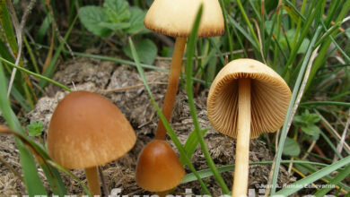 Photo of Conocybe ovalis