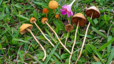 Photo of Conocybe tenera