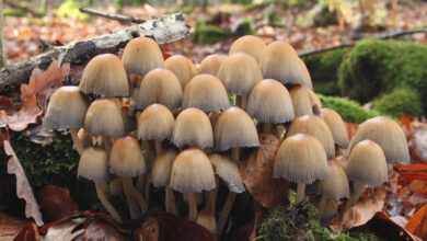 Photo of Coprinellus micaceus