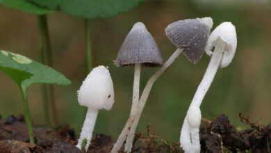 Photo of Coprinopsis lotinae