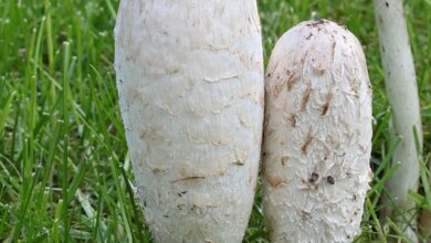 Photo of Coprinus comatus