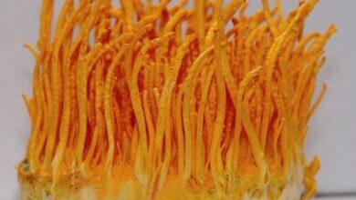 Photo of Cordyceps militaris