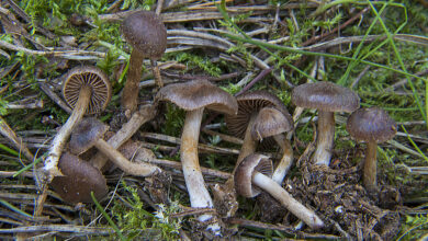 Photo of Cortinarius impolitus