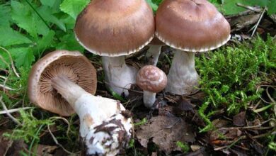 Photo of Cortinarius triformis