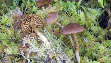 Photo of Cortinarius tubarius