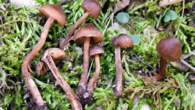 Photo of Cortinarius vernus