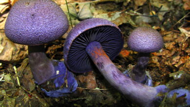 Photo of Cortinarius violaceus