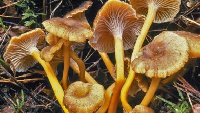 Photo of Craterellus tubaeformis