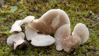 Photo of Crepidotus autochthonus