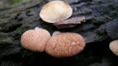 Photo of Crepidotus crocophyllus