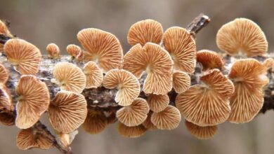 Photo of Crepidotus variabilis