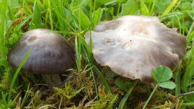 Photo of Cuphophyllus flavipes