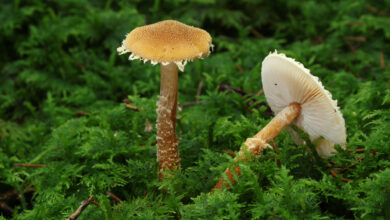 Photo of Cystoderma amianthinum