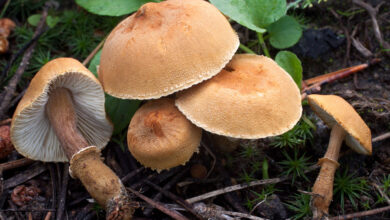 Photo of Cystoderma fallax