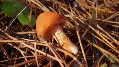 Photo of Cystodermella cinnabarina