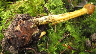 Photo of Elaphomyces granulatus