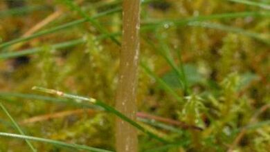 Photo of Entoloma cetratum