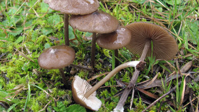 Photo of Entoloma hirtipes