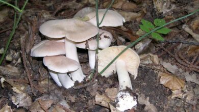 Photo of Entoloma sinuatum