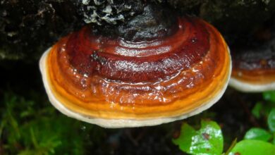 Photo of Fomitopsis pinicola