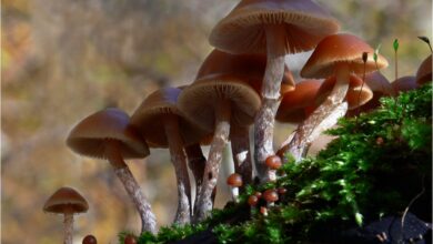 Photo of Galerina marginata