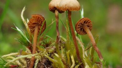 Photo of Galerina terrestris