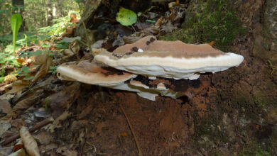 Photo of Ganoderma applanatum