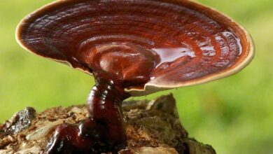 Photo of Ganoderma lucidum