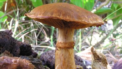 Photo of Gymnopilus junonius