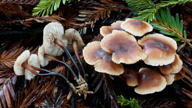 Photo of Gymnopus brassicolens