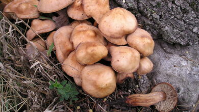 Photo of Gymnopus fusipes
