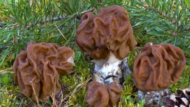 Photo of Gyromitra gigas