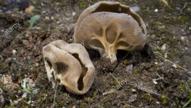 Photo of Helvella acetabolo