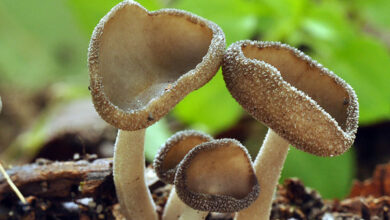 Photo of Helvella dissingii