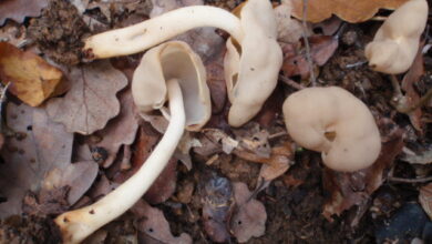 Photo of Helvella elastica