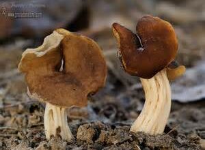 Photo of Helvella fusca