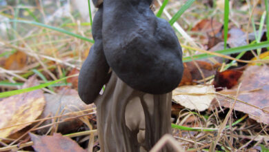 Photo of Helvella lacunosa