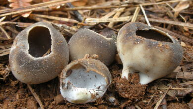 Photo of Helvella leucomelaena