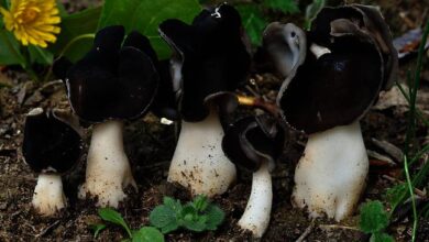 Photo of Helvella leucopus