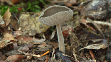 Photo of Helvella macropus