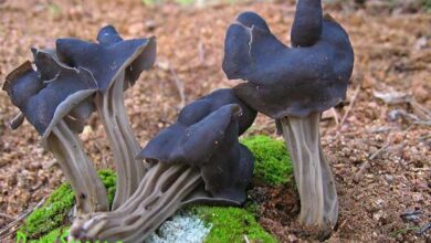 Photo of Helvella sulcata