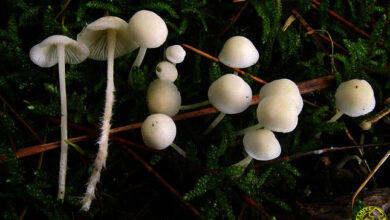 Photo of Hemimycena cucullata