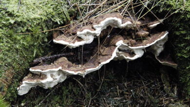 Photo of Heterobasidion annosum