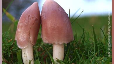 Photo of Humidicutis calyptriformis
