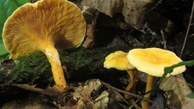 Photo of Hygrophoropsis aurantiaca