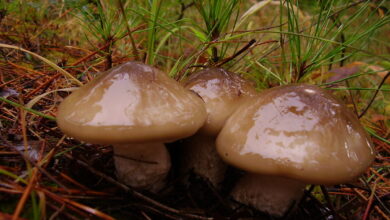 Photo of Hygrophorus latitabundus