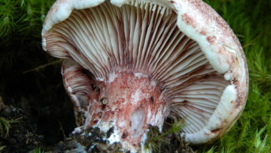 Photo of Hygrophorus russula